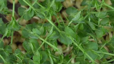 Üst düzey grup bezelye mikroyeşili rotasyonu. Yeşil bitkiler pisum filizlenmesi. Konteynırlarda sulu taze filizler. Fasulye sırığı tohumlarının filizlenmesi. Sağlıklı beslenme ve organik gıda.