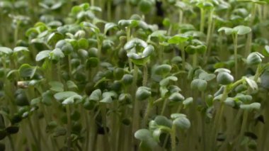 Hardal mikroyeşilliği yakın plan doğumu sağlar. Yeşil bitkiler sinapis alba filizlenmesi. Konteynırlarda sulu taze filizler. Hardal tohumlarının filizlenmesi. Sağlıklı beslenme ve organik gıda.