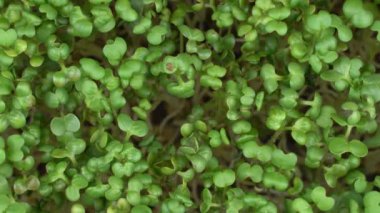 Top view group mustard microgreens rotation. Green plants sinapis alba germination. Juicy young sprouts in containers. Germination of mustard seeds. Healthy nutrition and organic food.