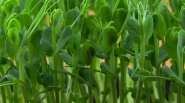 Pea microgreens birth close-up. Green micro plants pisum germination. Juicy young sprouts in containers. Germination of beanstalk crop seeds. Healthy nutrition and organic food.