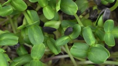 Top view group sunflower microgreens rotation. Green plants helianthus germination. Juicy young sprouts in containers. Germination of cereal crop seeds. Healthy nutrition and organic food.