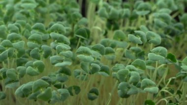 Brokoli mikroyeşillikleri yakın plan doğumu sağlar. Yeşil mikro bitkiler brassica oleracea filizlenmesi. Konteynırlarda sulu taze filizler. Lahana tohumu filizlenmesi. Sağlıklı beslenme ve organik gıda.