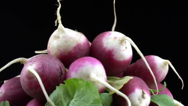 Group Radish Rotate Black Background Juicy Ripe Vegetable Raphanus Sativus — Video Stock