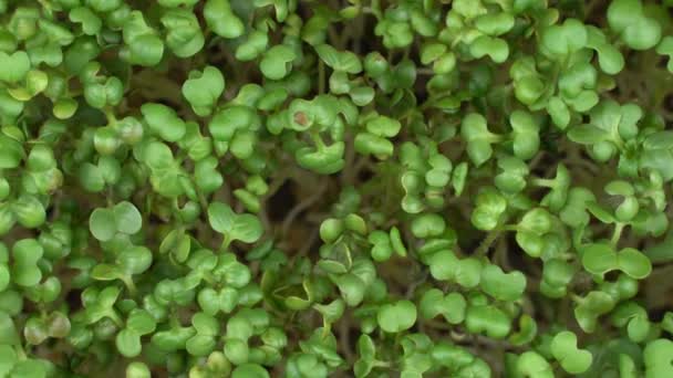 Top View Group Mustard Microgreens Rotation Green Plants Sinapis Alba — ストック動画