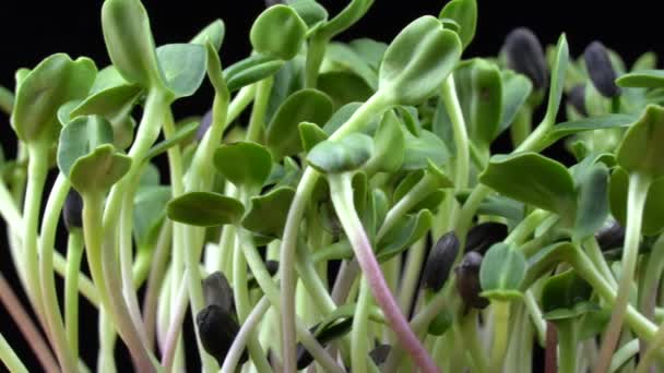Sunflower Microgreens Birth Black Background Green Plants Helianthus Germination Juicy — Stockvideo