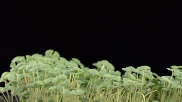 Chia Microgreens Birth Black Background Green Micro Plants Salvia Hispanica — Stock video