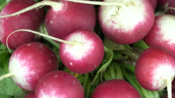 Top View Group Radish Rotate Juicy Ripe Vegetable Raphanus Sativus — Stockvideo