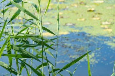Slowly flowing river is overgrown with yellow water lilies. Nuphar lutea perennial aquatic plant of the family nymphaeaceae. Banks are overgrown with dense tall green reed and cane. Ecological problem.