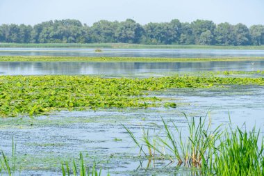 Slowly flowing river is overgrown with yellow water lilies. Nuphar lutea perennial aquatic plant of the family nymphaeaceae. Banks are overgrown with dense tall green reed and cane. Ecological problem.