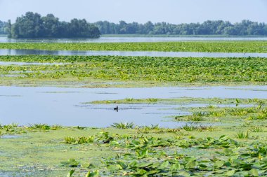 Slowly flowing river is overgrown with yellow water lilies. Nuphar lutea perennial aquatic plant of the family nymphaeaceae. Banks are overgrown with dense tall green reed and cane. Ecological problem.