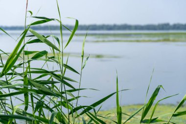 Slowly flowing river is overgrown with yellow water lilies. Nuphar lutea perennial aquatic plant of the family nymphaeaceae. Banks are overgrown with dense tall green reed and cane. Ecological problem.