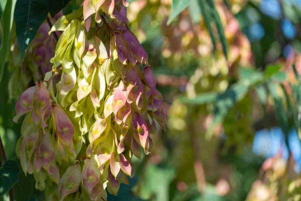 Close-up growing chinese ash-tree ailanthus altissima bunch seeds. Branch tree of heaven or varnish tree with bright fruits and green leaves. Chouchun or stink essential oils. Ailanthus supreme.