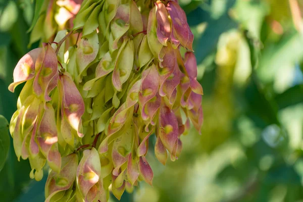 Close-up growing chinese ash-tree ailanthus altissima bunch seeds. Branch tree of heaven or varnish tree with bright fruits and green leaves. Chouchun or stink essential oils. Ailanthus supreme.