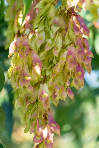 Close-up growing chinese ash-tree ailanthus altissima bunch seeds. Branch tree of heaven or varnish tree with bright fruits and green leaves. Chouchun or stink essential oils. Ailanthus supreme.