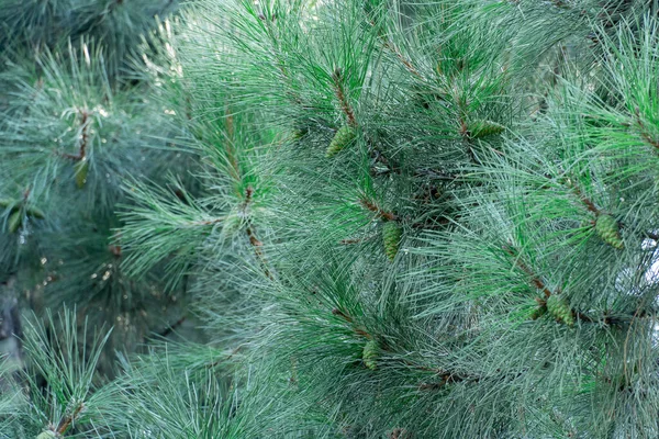 Dennenappels Kegels Verse Sparren Takjes Naalden Jonge Takken Van Groenblijvende — Stockfoto