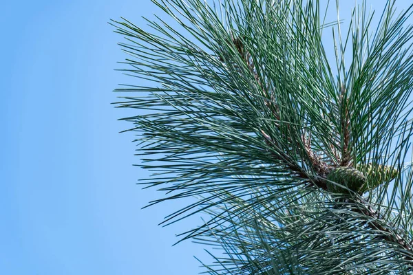 Close Pine Shoots Blue Sky Young Branches Evergreen Plants Green — 스톡 사진