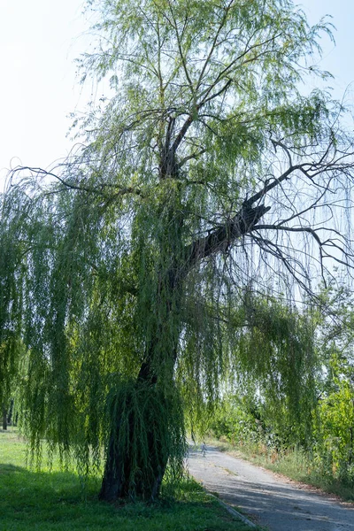 Old Large Willow Grows Footpath Lonely Tree Blue Sky New — Stock Photo, Image
