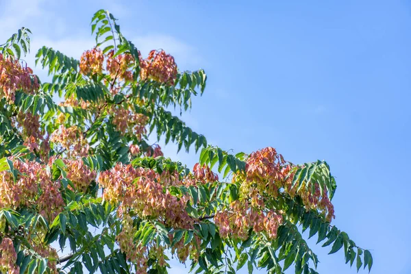 hinese ash-tree ailanthus altissima bunch seeds against the blue sky. Branch tree of heaven or varnish tree with bright fruits and green leaves. Chouchun or stink essential oils. Ailanthus supreme.