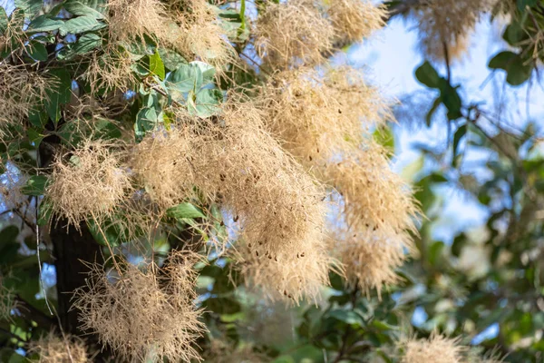 Flowering Bush Cotinus Coggygria Close Beautiful Fluffy White Beige Flowers — Foto de Stock