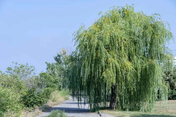 Beautiful Large Willow Grows Footpath Lonely Tree Blue Sky New — Stockfoto