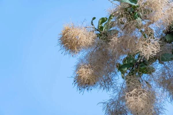 Flowering Bush Cotinus Coggygria Blue Sky Beautiful Fluffy White Beige — Fotografia de Stock