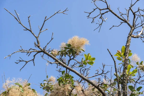 Flowering Bush Cotinus Coggygria Blue Sky Beautiful Fluffy White Beige — Foto Stock