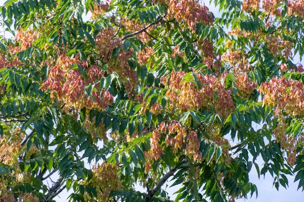 Hinese Ash Tree Ailanthus Altissima Купа Насіння Проти Синього Неба Стокове Фото
