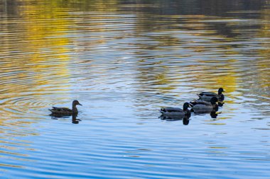 Group wild mallard duck swimming in the river. Birdlife anas platyrhynchos in nature. Golden autumn and bird world. Autumn colors in sunny day on lake.