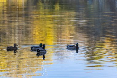 Group wild mallard duck swimming in the river. Birdlife anas platyrhynchos in nature. Golden autumn and bird world. Autumn colors in sunny day on lake.