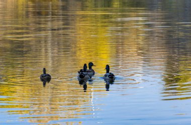 Group wild mallard duck swimming in the river. Birdlife anas platyrhynchos in nature. Golden autumn and bird world. Autumn colors in sunny day on lake.