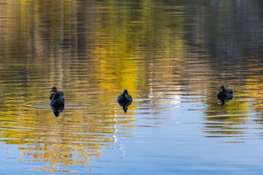 Group wild mallard duck swimming in the river. Birdlife anas platyrhynchos in nature. Golden autumn and bird world. Autumn colors in sunny day on lake.