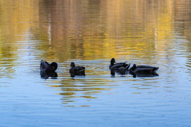 Group wild mallard duck swimming in the river. Birdlife anas platyrhynchos in nature. Golden autumn and bird world. Autumn colors in sunny day on lake.