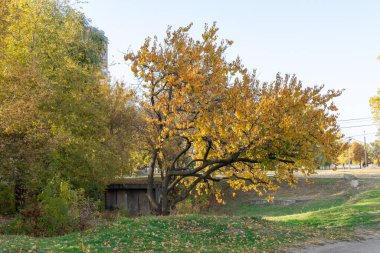 Beautiful apricot tree grow in autumn. Branchs prunus armeniaca with yellow bright leaves. Lush gold foliage by soft sunlight. Orange nature background. Warm weather in sunny day and good autumn mood.