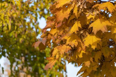 Yellow maple leaves in autumn close up. Branchs acer group with golden foliage. Autumn colors in sunny day in city park. Bokeh effect and blurred background.