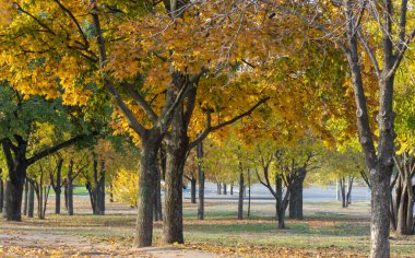Group maple trees of grow in autumn in city park. Trunks acer with dark bark and branches and yellow green leaves. Walking path among beautiful nature deciduous landscape. Autumntime early.