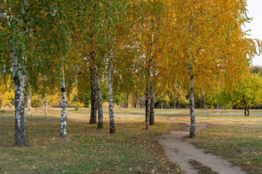 Group birch trees of grow in autumn in city park. Trunks betula with white bark and branches and yellow green leaves. Walking path among beautiful nature deciduous landscape. Autumntime early.