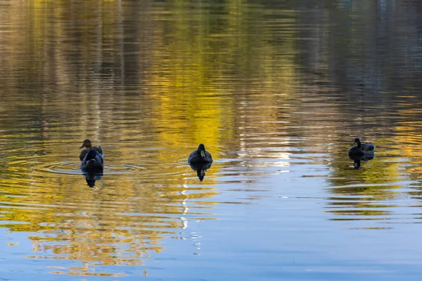 Group wild mallard duck swimming in the river. Birdlife anas platyrhynchos in nature. Golden autumn and bird world. Autumn colors in sunny day on lake.