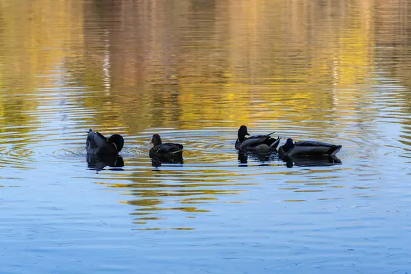 Group Wild Mallard Duck Swimming River Birdlife Anas Platyrhynchos Nature — Foto de Stock