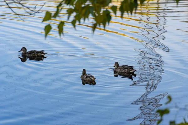Group Wild Mallard Duck Swimming River Birdlife Anas Platyrhynchos Nature — Foto de Stock