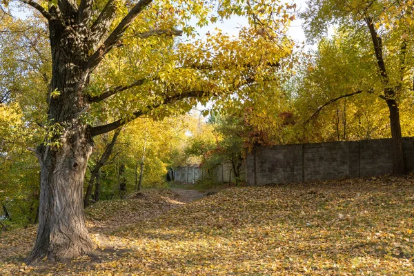 Autumn colors in sunny day in city park. Pathway among stone fence and trees with yellow leaves. Landscape golden foliage and plants. Fallen leafs on the ground. Autumn reflections. Fall bright.