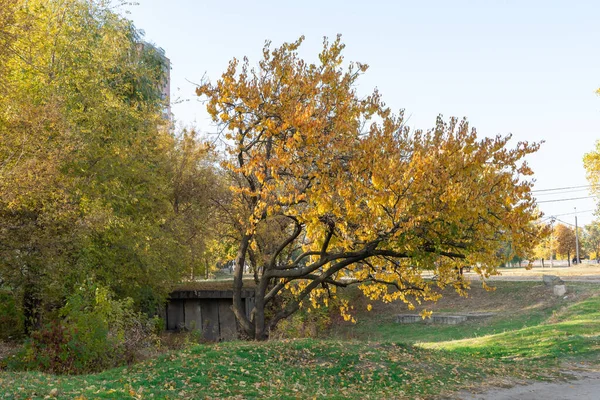 Beautiful apricot tree grow in autumn. Branchs prunus armeniaca with yellow bright leaves. Lush gold foliage by soft sunlight. Orange nature background. Warm weather in sunny day and good autumn mood.
