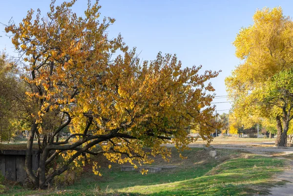 Beautiful apricot tree grow in autumn. Branchs prunus armeniaca with yellow bright leaves. Lush gold foliage by soft sunlight. Orange nature background. Warm weather in sunny day and good autumn mood.