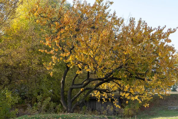 Beautiful apricot tree grow in autumn. Branchs prunus armeniaca with yellow bright leaves. Lush gold foliage by soft sunlight. Orange nature background. Warm weather in sunny day and good autumn mood.