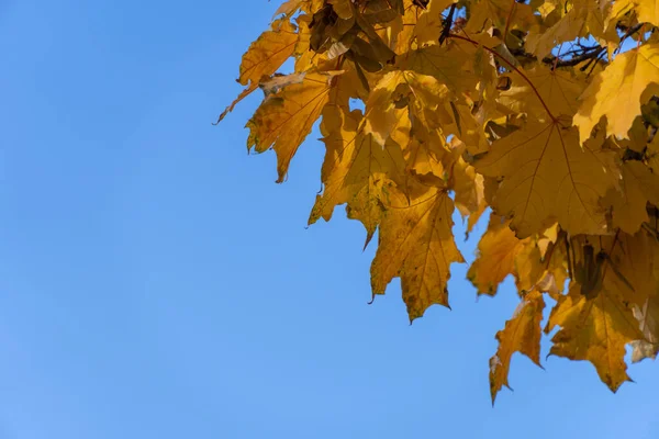 Yellow maple leaves in autumn close up. Branchs acer group with golden foliage background the blue sky. Greeting card bright leafs maple. Autumn colors in sunny day.