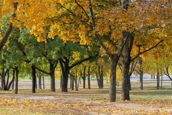 Group maple trees of grow in autumn in city park. Trunks acer with dark bark and branches and yellow green leaves. Walking path among beautiful nature deciduous landscape. Autumntime early.