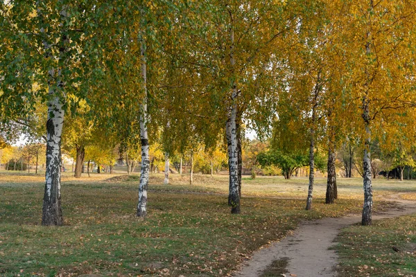 Group birch trees of grow in autumn in city park. Trunks betula with white bark and branches and yellow green leaves. Walking path among beautiful nature deciduous landscape. Autumntime early.