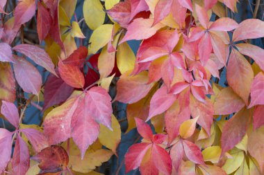 Red leaves of creeping wild maiden grapes in autumn. Natural overgrown background of colorful purple yellow five leaf parthenocissus quinquefolia. Texture bright foliage girlish grapes.