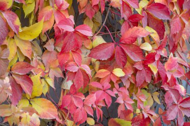 Red leaves of creeping wild maiden grapes in autumn. Natural overgrown background of colorful purple yellow five leaf parthenocissus quinquefolia. Texture bright foliage girlish grapes.