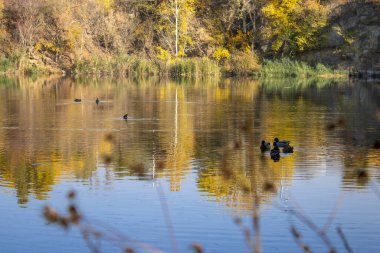 Group wild mallard duck swimming in the river. Birdlife anas platyrhynchos in nature. Golden autumn and bird world. Autumn colors in sunny day on lake.