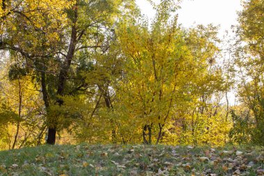 Autumn colors in sunny day in city park. Fallen leafs on the ground. Pathway among trunk trees with yellow leaves. Landscape golden foliage and plants. Autumn reflections. Fall bright. Beauty in nature.